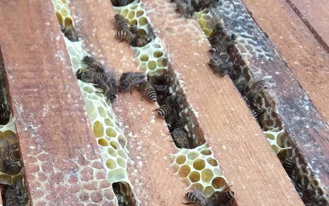 养意大利蜜蜂双王群能有几个蜂王（一群蜜蜂里最多有多少只蜂王？）