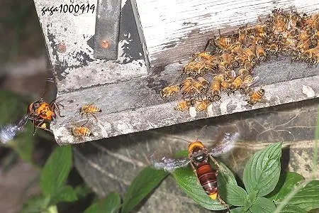 虎头蜂和蜜蜂有什么区别（虎头蜂是什么蜂）