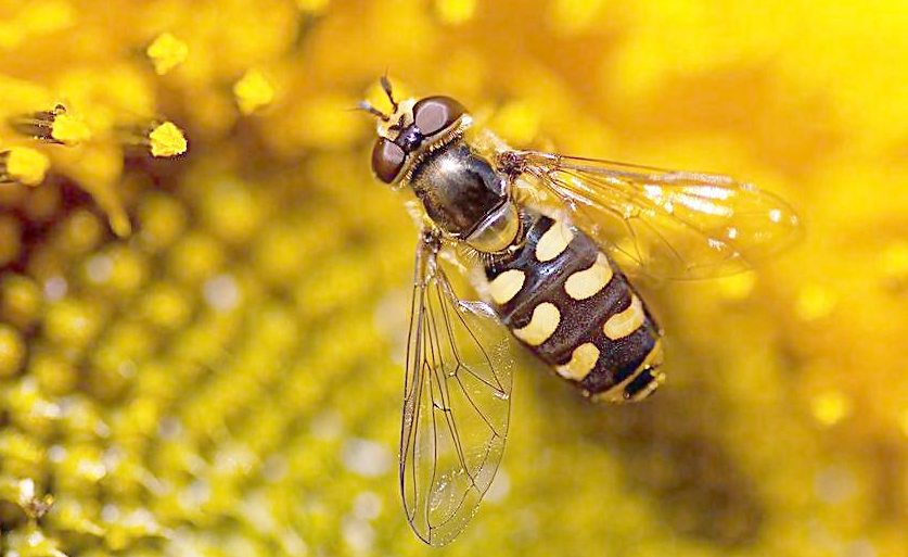 意蜂可以介绍高加索蜂王吗（高加索蜂王是意蜂么）
