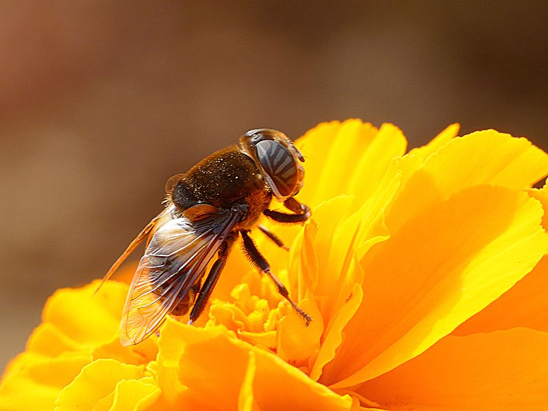 养蜂如何防治马蜂？
