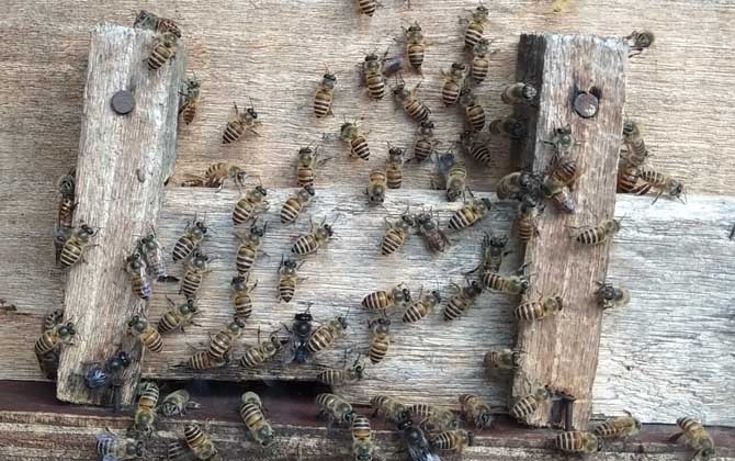 刚收回来的蜜蜂需要关一天吗