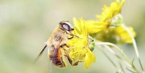 蜜蜂常见病与防治（蜜蜂常见病和常用药）