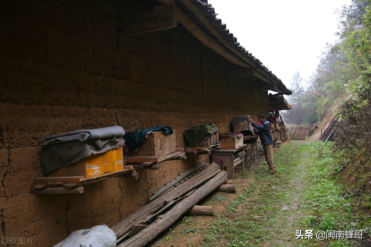 中蜂土养好还是活框养好（养土蜂要具备哪些条件）