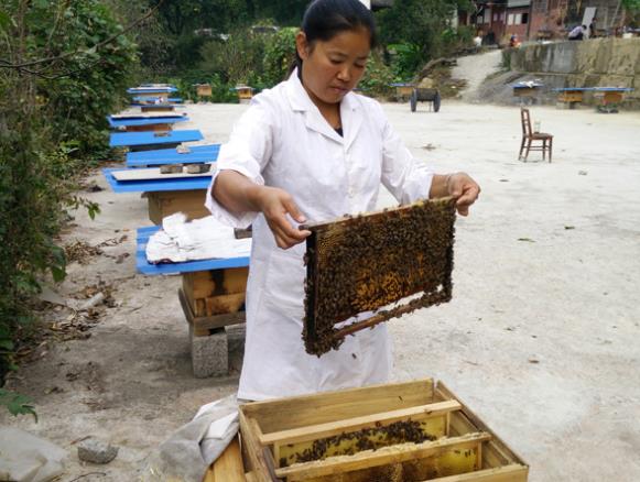 中蜂和意蜂经济价值（中蜂和意蜂哪个产量高）