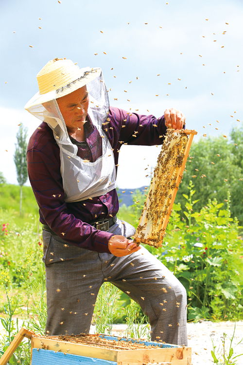 成立如何成立养蜂合作社需要什么条件（农村养蜂合作社申请条件 需要什么材料）