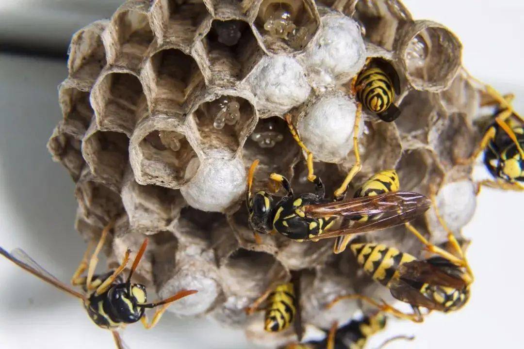 打死一只马蜂会报复吗（打死马蜂会被其他马蜂报复吗）