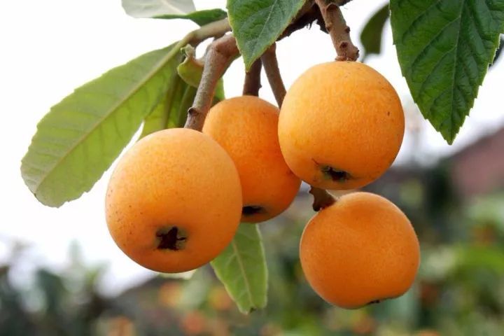 洋槐蜜和枇杷蜜可以倒一起吗（枇杷蜜和洋槐蜜的区别）