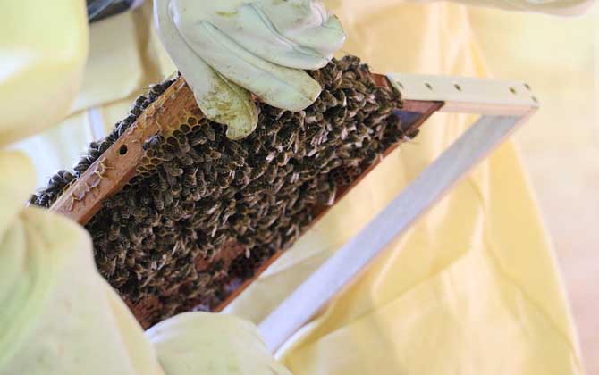 南方意大利蜜蜂定点养殖技术（意蜂定地饲养技术及注意事项）