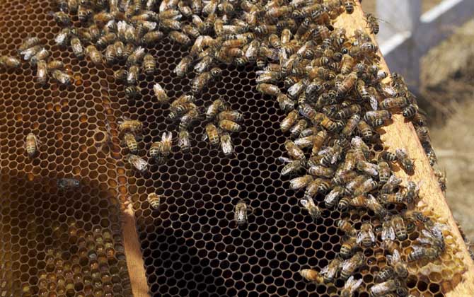 南方意大利蜜蜂定点养殖技术（意蜂定地饲养技术及注意事项）