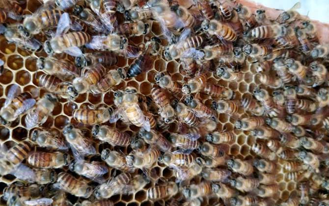 蜜蜂一年可收蜂蜜几次