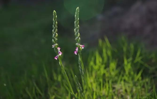 隧蜂有天敌吗（天敌是什么）