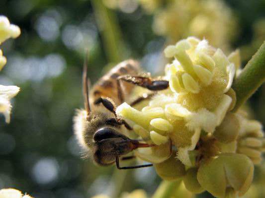 一脾蜜蜂快速繁殖方法