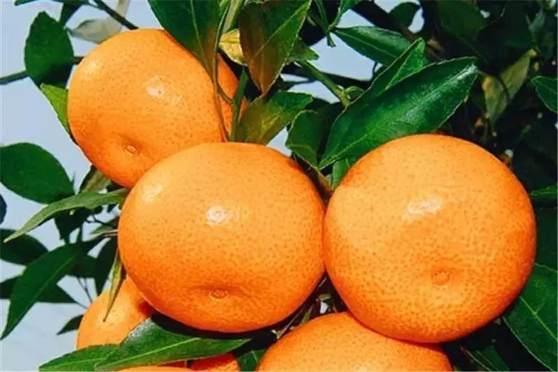 柑橘蜂蜜属于几等蜜（柑橘蜜的等级）