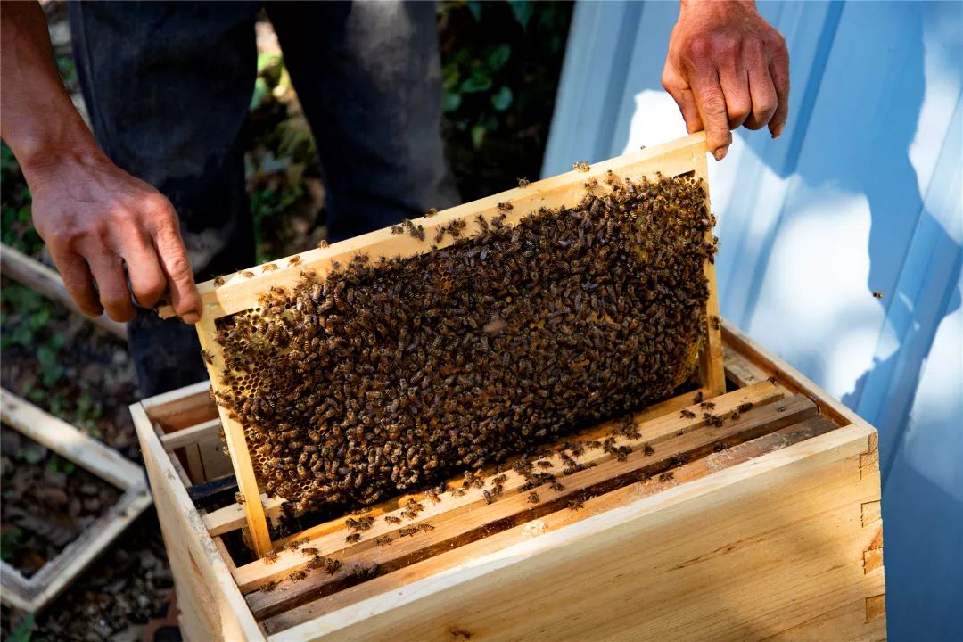 蜜蜂过箱技术要点（养蜂过箱步骤图及蜜蜂过箱成功的表现）