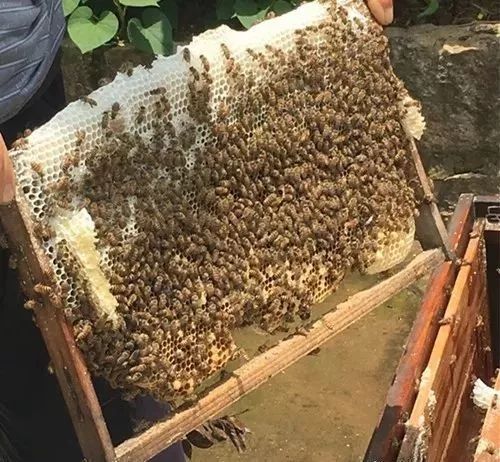 蜜蜂过箱技术要点（养蜂过箱步骤图及蜜蜂过箱成功的表现）