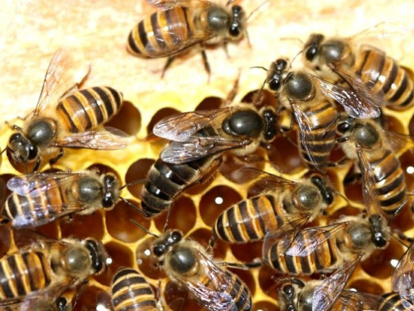 蜜蜂幼虫病怎么治疗（蜜蜂幼虫病用什么药）