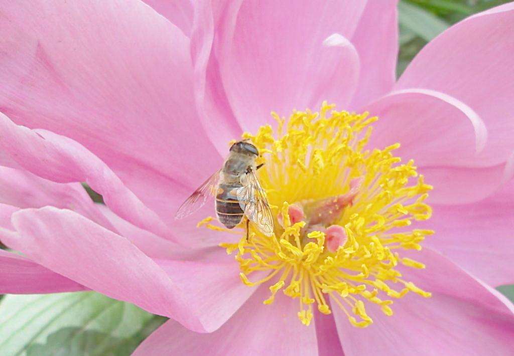【蜜蜂知识】蜜蜂蜇了怎么消肿止痒 蜜蜂蜇了怎么消肿止痒