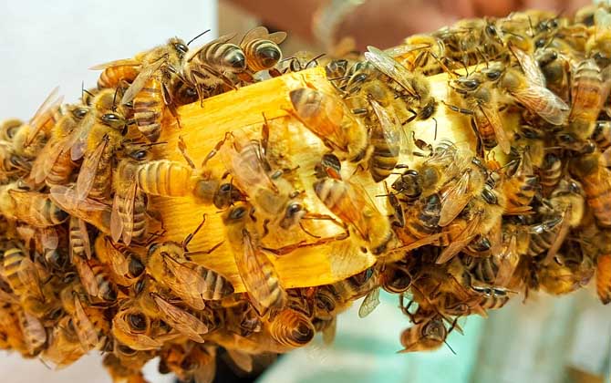养殖意大利蜜蜂要注意什么（意蜂养殖技术要点及注意事项）