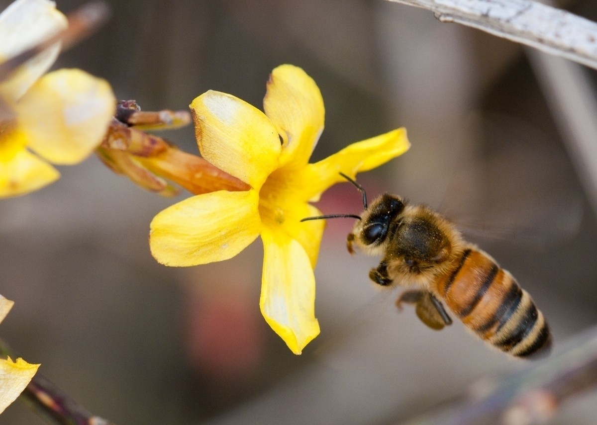 秋季工蜂的寿命有多长（工蜂能活多长时间）