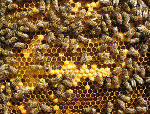 新手学养蜂要找师傅学吗（新手怎么学养蜂）