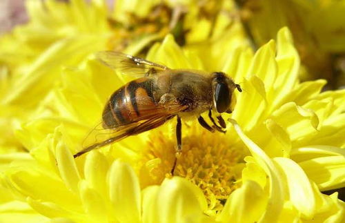 如何申请蜜蜂种蜂场保护区（中华蜂保护基地如何申请）