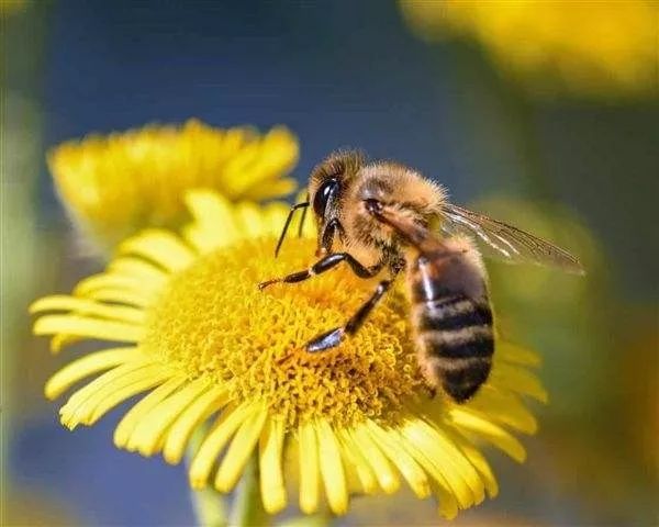 如何申请蜜蜂种蜂场保护区（中华蜂保护基地如何申请）