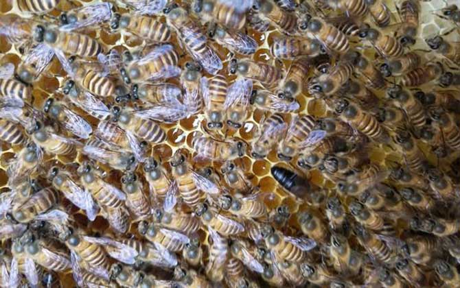 新手养蜂怎样识别新老蜂王（新蜂王和老蜂王怎么识别）