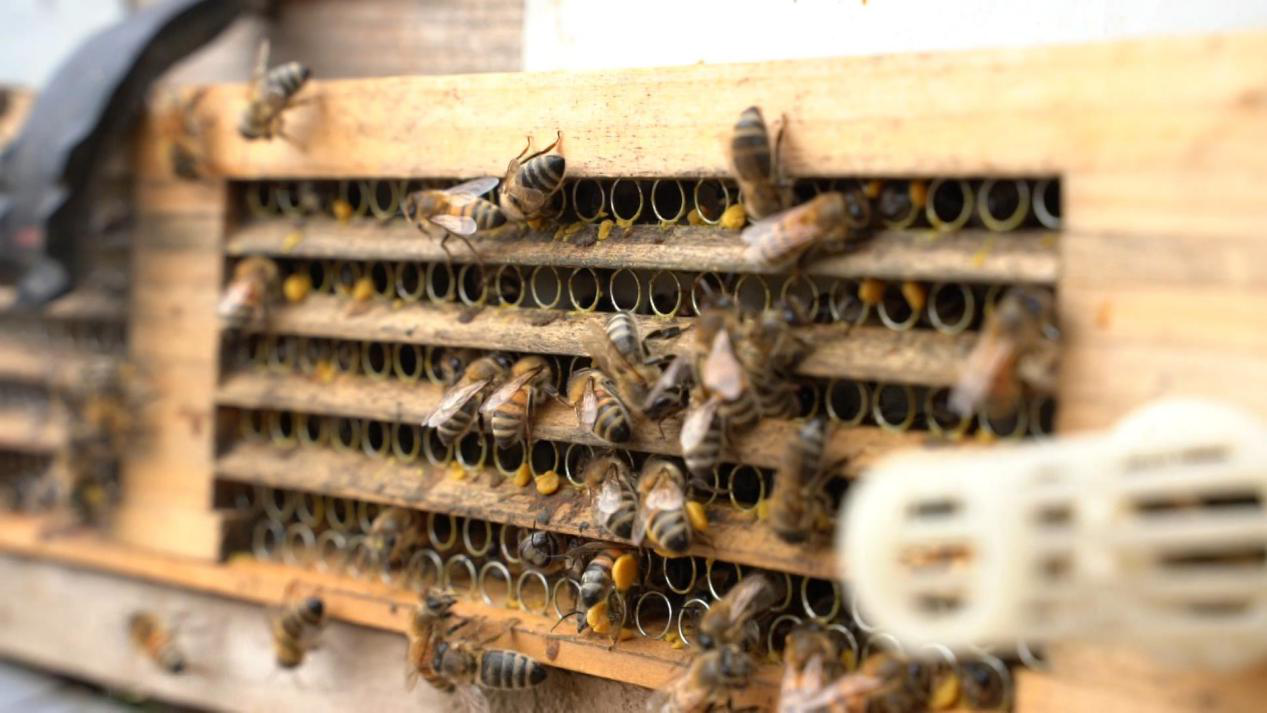 蜜蜂老打架怎么预防