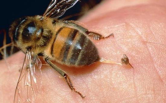 蜜蜂采蜜还是采花粉（蜜蜂采的些植物是花粉的哪些植物是含蜜的）
