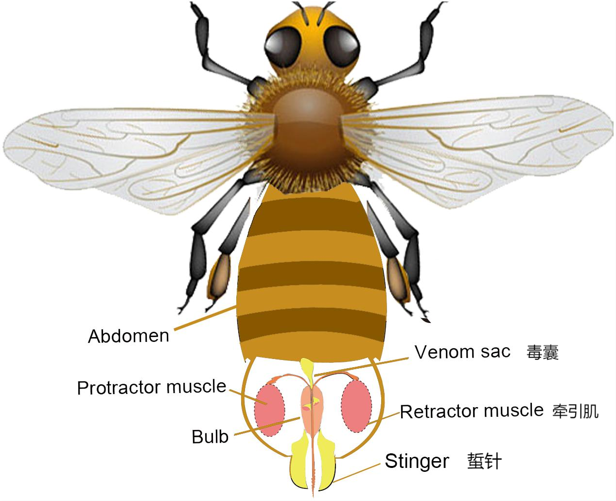 意蜂怕什么颜色（蜜蜂怕什么颜色）