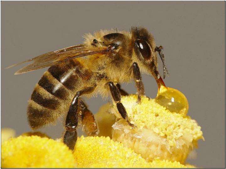 蜂蜜不能和什么食物一起吃