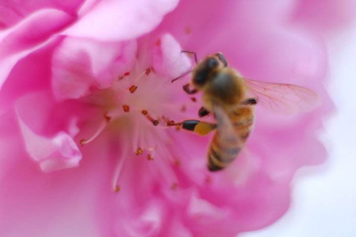【蜜蜂知识】关于蜜蜂的知识有哪些? 关于蜜蜂的知识有哪些?
