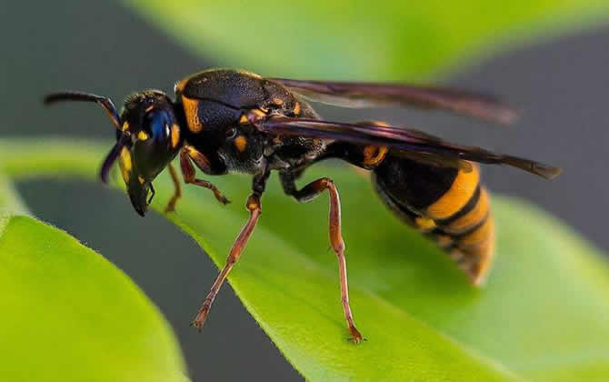 胡蜂