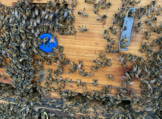是中华蜜蜂体型大还是意大利蜜蜂体型大(什么是意蜂)