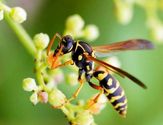 马蜂、胡蜂、黄蜂和蜜蜂有什么区别？