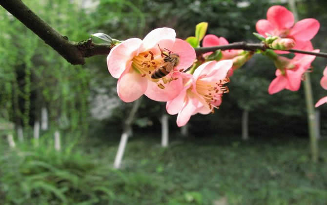 如何进行分蜂