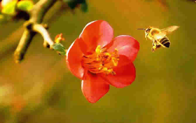 如何进行分蜂
