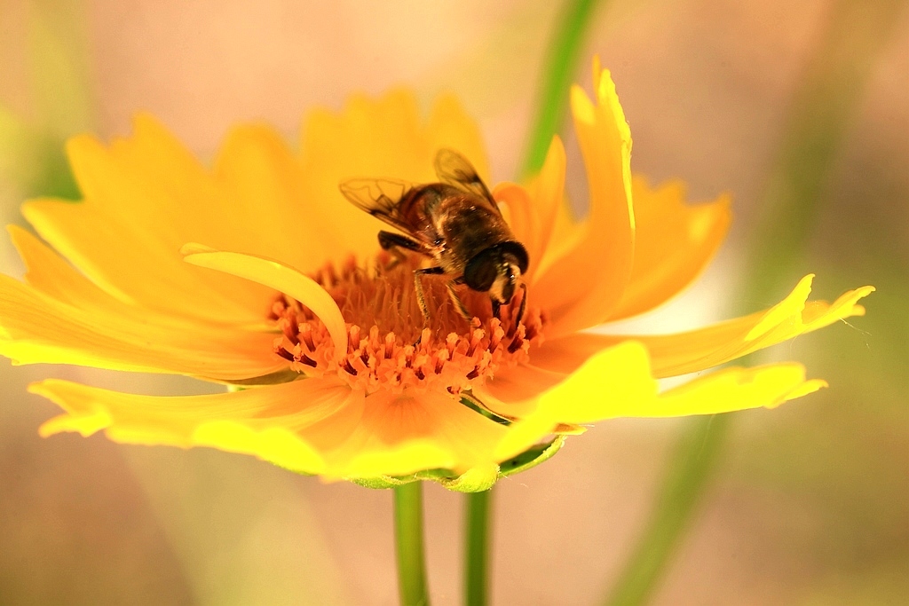 新手养蜂怎么预防蜂病（养蜂需要注意什么问题）