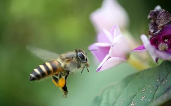 新手养蜂怎么预防蜂病（养蜂需要注意什么问题）
