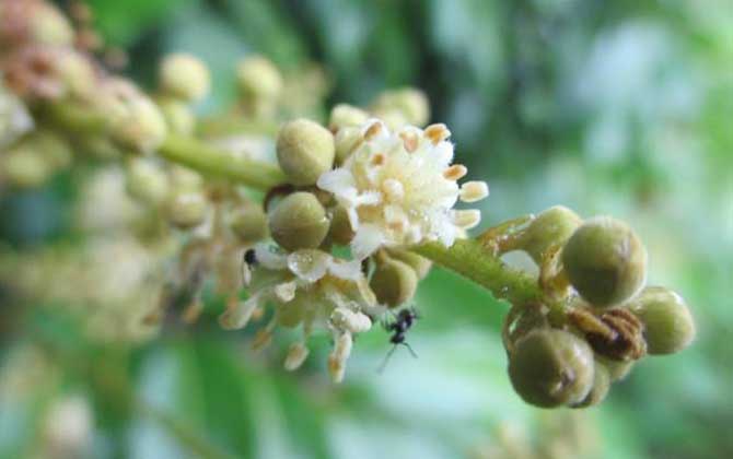 龙眼花期流蜜温度（龙眼什么时候开花）