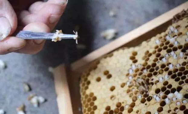 巢虫清木片怎么样放置（巢虫清木片的制作方法）