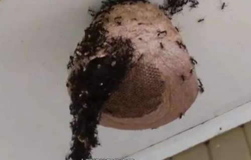晚上捅马蜂窝安全吗？(取马蜂窝的最佳时机，晚上捅还是白天捅好)