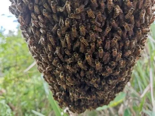 换新王后会分蜂吗（蜜蜂新王出来几天分蜂）