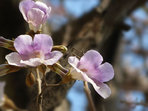 桐树花泡脚有什么好处（桐树花的功效与作用）