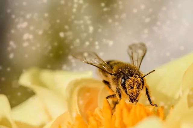 蜜蜂蜂王浆是碱性吗（蜂王浆是酸性食物还是碱性食物）