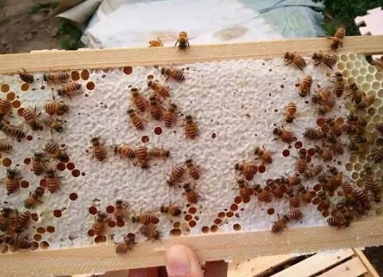 摇蜜和割蜜有什么区别（什么是摇蜜）