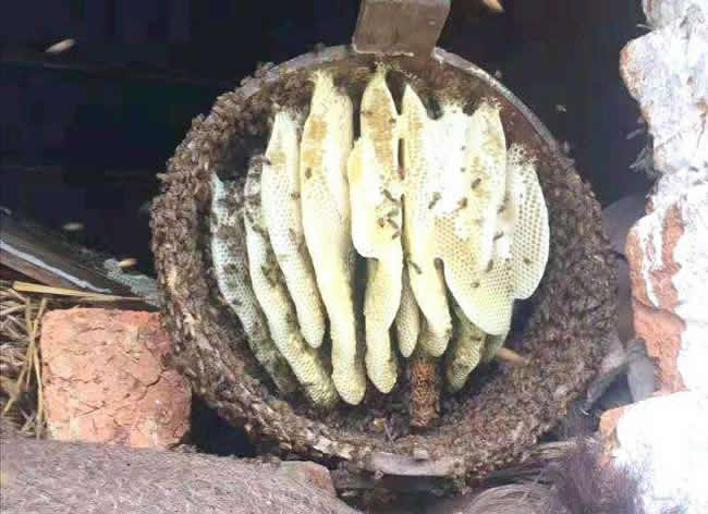 什么是土法养蜂技术？