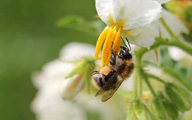 花粉是给蜜蜂王吃的吗（蜜蜂吃什么食物）