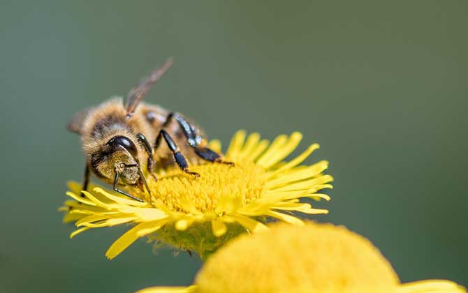 花粉是给蜜蜂王吃的吗（蜜蜂吃什么食物）
