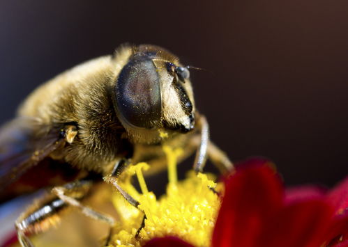 工蜂产卵与蜂王产卵出雄蜂的区别（蜂王产卵的特点）